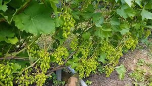 ВИНОГРАД  ПОДМОСКОВЬЯ в  ИЮЛЕ 2020.#1.Сорта винограда. ТопСад