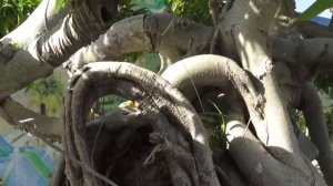 Бонсай: галерея деревьев на подносах