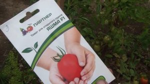 Томаты Янтарь и Яшма от Партнера в открытом грунте