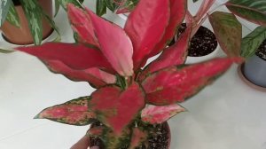 Комнатные цветы в сентябре| Аглаонемы| Уход и размножение