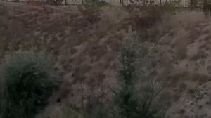 Вот такая она ЛЬВИНАЯ РАДОСТЬ !