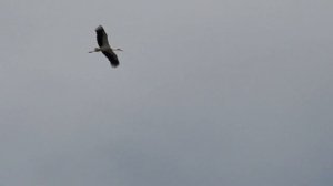 Аисты парящие в воздушном океане / Аист на крыше - счастья в доме / Белый Аист - Ciconia ciconia