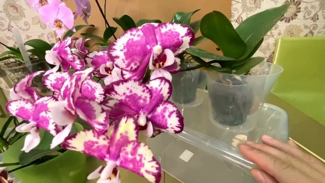 орхидеи по ПОЧТЕ АЗИАТЫ через 5 месяцев - 10 из 11 орхидей дали цветоносы // уход и содержание