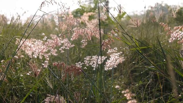 Panasonic Lumix GF5 Kit 14-42mm Video Test смотреть онлайн