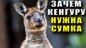 Зачем кенгуру сумка