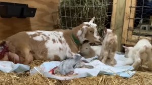 Goat giving birth to quads / Baby goats