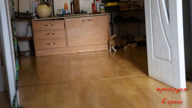 Котосборная Черчесов vs Карпин смотреть онлайн