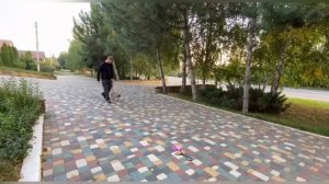 Отучаем ту самую СОБАКУ французский бульдог тянуть поводок