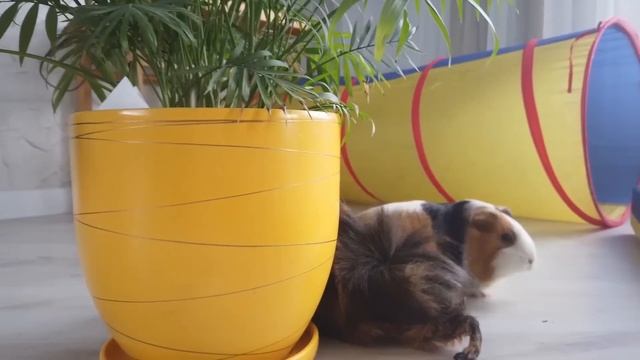 ОТГАДАЙ И НАЙДИ КЛЮЧИКИ ЧЕЛЕНДЖ! | Свинка Бузя и Кузя