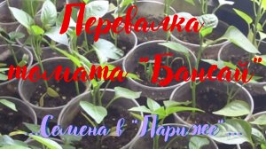 Пикировка томатов - как делаем мы. Где посылки с семенами