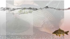 Добавьте каплю этого средства в прикормку на карпа для супер жора! Ароматизаторы на карпа!