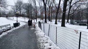 New York City LIVE: Snowy Day Walk to Central Park