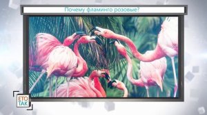 Почему ФЛАМИНГО РОЗОВЫЕ?