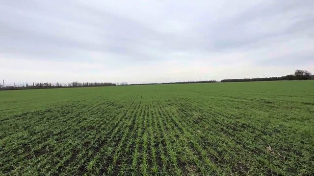 Озимая пшеница Юка. ЗАО «Кировский конный завод», Ростовская область. смотреть онлайн