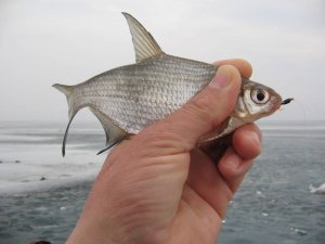 Бешанный клёв бели зимой на болтушку.Январь 2023.