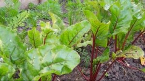 Как сажать свеклу весной