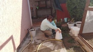 6 ноября 2023 года, енот-полоскун