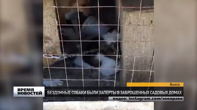 «Конц­ла­герь» для со­бак об­на­ру­жен в Вык­се смотреть онлайн