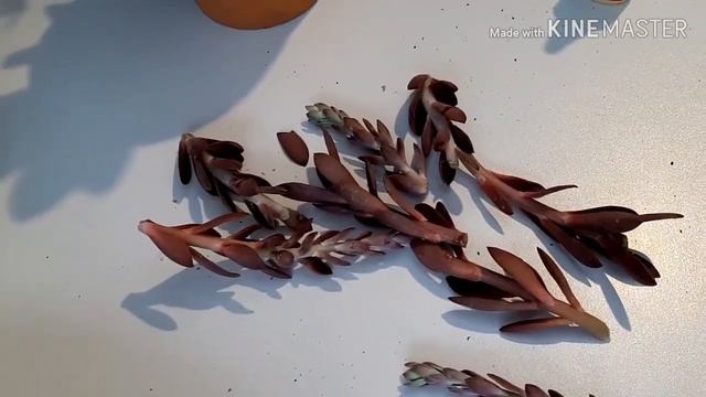 COMO FAZER MUDAS ATRAVÉS DA HASTE FLORAL / ECHEVERIA HANAIKADA смотреть онлайн