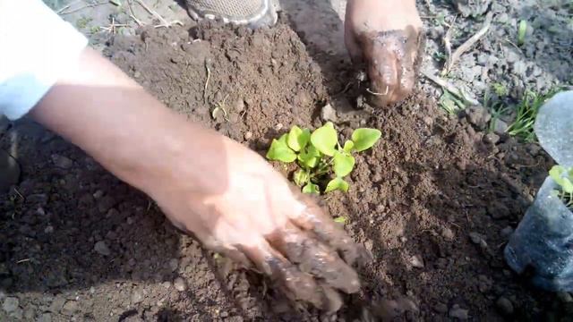 Как посадить петунии смотреть онлайн