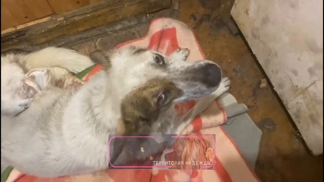 Наша Уночка. смотреть онлайн