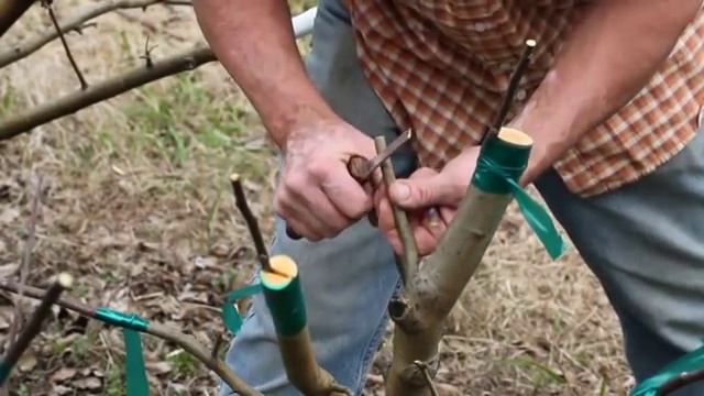 Grafting an Apple Tree at Woodleaf Farm смотреть онлайн