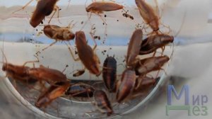 Гель от тараканов. Инсектогель НЕО. Тест от МирДез