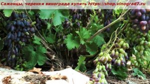 Головчатая формировка винограда, Академик Авидзба, плодоношение при такой формировке данного куста.
