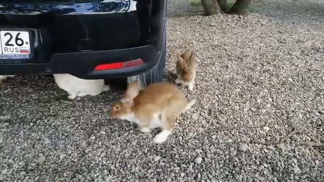 Кто ещё живет на даче? Кролики! смотреть онлайн