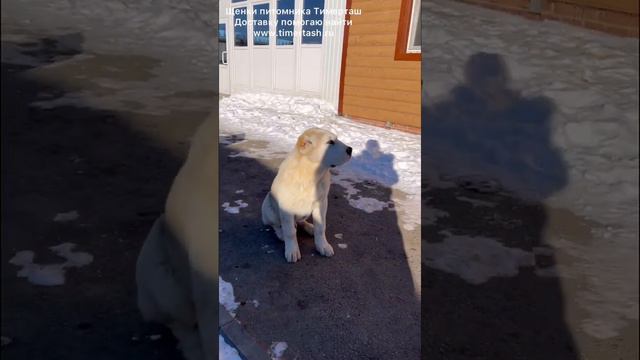 Щенки питомника ТИМЕРТАШ Среднеазиатские овчарки доставку помогаю найти +79048881825 viber whatsapp смотреть онлайн