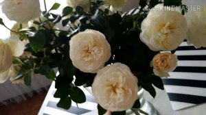 Розы Мария Антуанетта и Пастелла в срезке