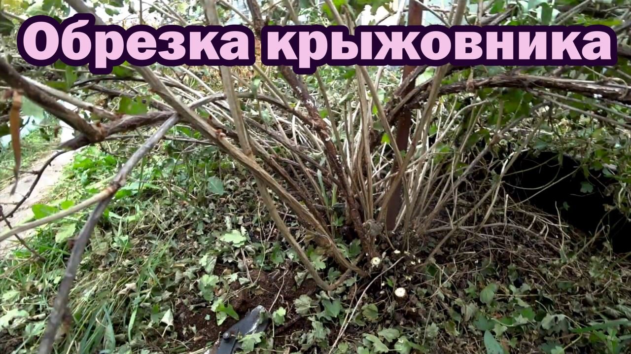 Омолаживание куста крыжовника