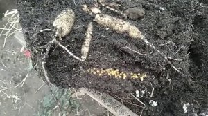 Георгины Геллери Ренуар. Убираем на хранение.