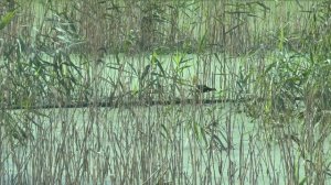 Охота Edgun Matador R3M (Hunting)