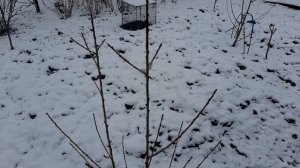 Обрезка персика.Весной или осенью. АНЕКДОТ в тему.