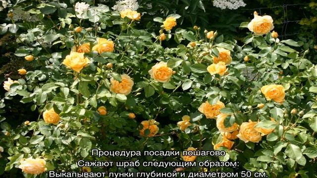 Роза Грэхам Томас (Graham Thomas) — характеристики гибрида смотреть онлайн