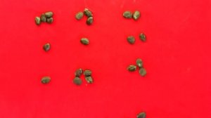 Гадание на бобах