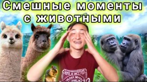 Смешные моменты с животными