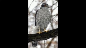 Всё о птицах семейства ястребиных. Осоед, ястреб-перепелятник, ястреб -тетеревятник