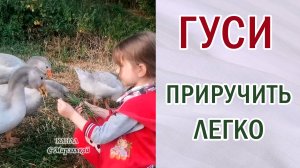 Гуси. Приручить легко. Дети помощники. Хозяйство. #geese #household #ручныегуси #хозяйство