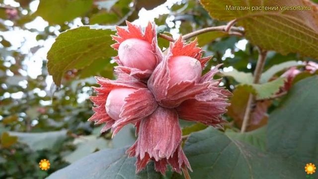 Лещина обыкновенная тамбовский ранний. Краткий обзор, описание corylus avellana Тамбовский ранний смотреть онлайн