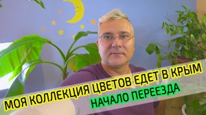 О моих растениях перед переездом в Крым. Как уместить столько цветов?