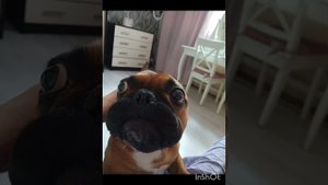 ЗООНЯНЯ Краснодар