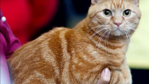 Порода кошек. Кельтская кошка. Европейская короткошерстная.Целеустремленная кошка.