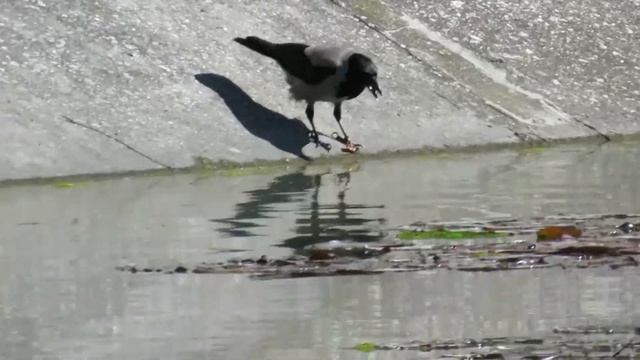 Из жизни вороны...