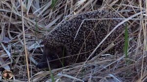 Про ежика. Еж сидит в сухой траве. Видео с ежиком / Hedgehog video