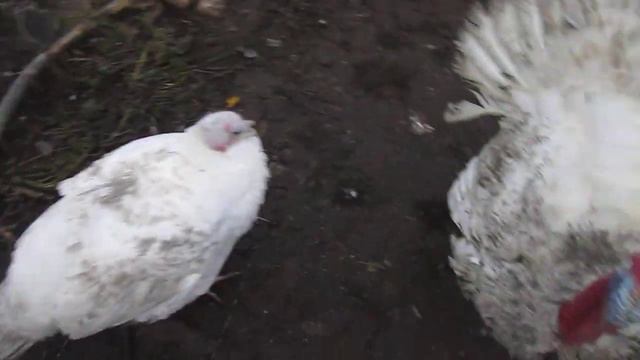 индюк с утаком дерутся смотреть онлайн