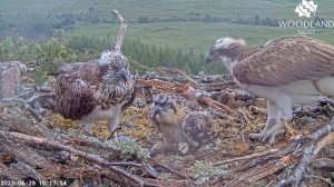 Open beak - squeak -  gulp - repeat! Loch Arkaig Osprey chick eats fish number two 29 Jun 2023