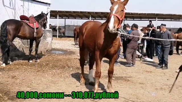 МОЛБОЗОР АСПОИ ФУРУШИ, ЦЕНА ЛОШАДЬ " 2020" смотреть онлайн