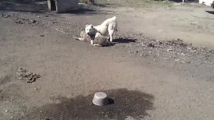 Алабай против кавказцев.